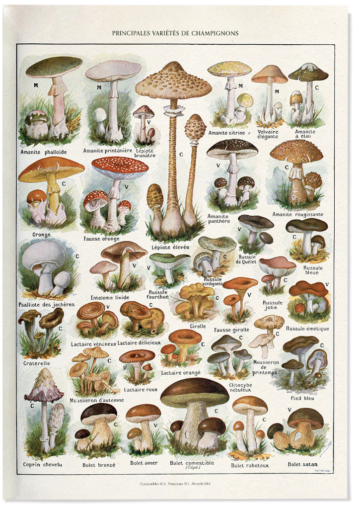 Adolphe Millot - Champignons
