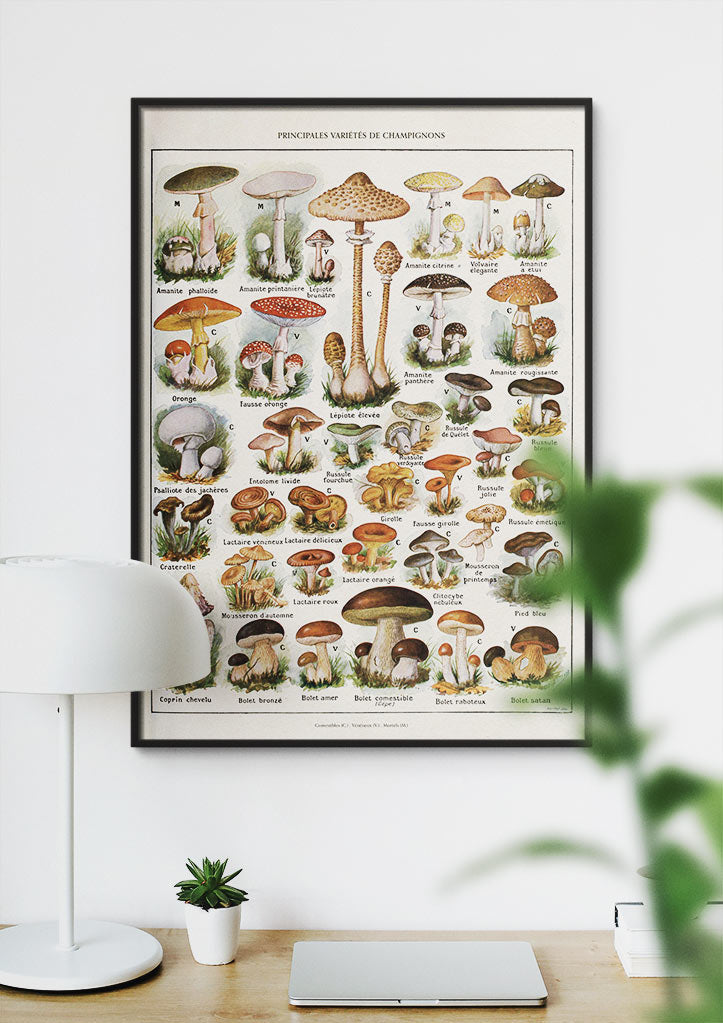 Adolphe Millot - Champignons