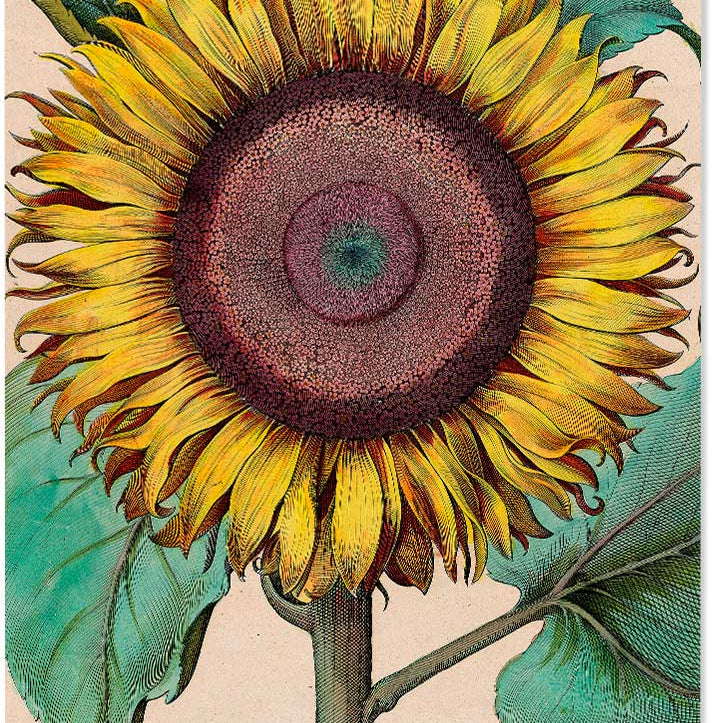 Sunflower Kitchen Poster