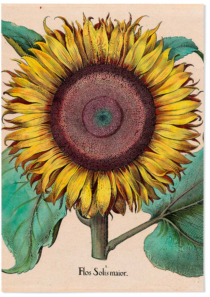 Sunflower Kitchen Poster