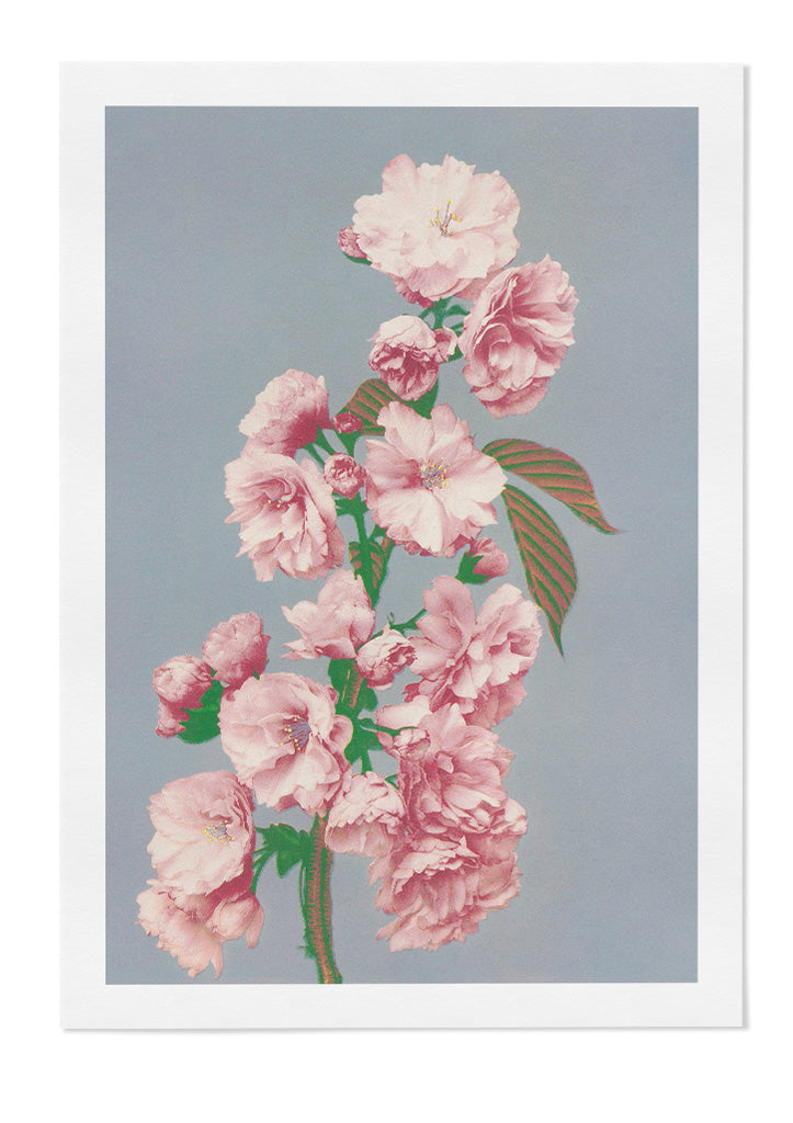Japanese Art Print - Cherry Blossom