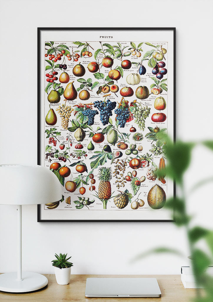 Adolphe Millot Print- Fruits
