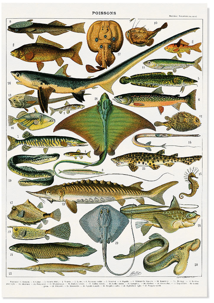 Affiche Poissons De Mer – Adolphe Millot 1897 – Reproduction Vintage – A3/A4/A5