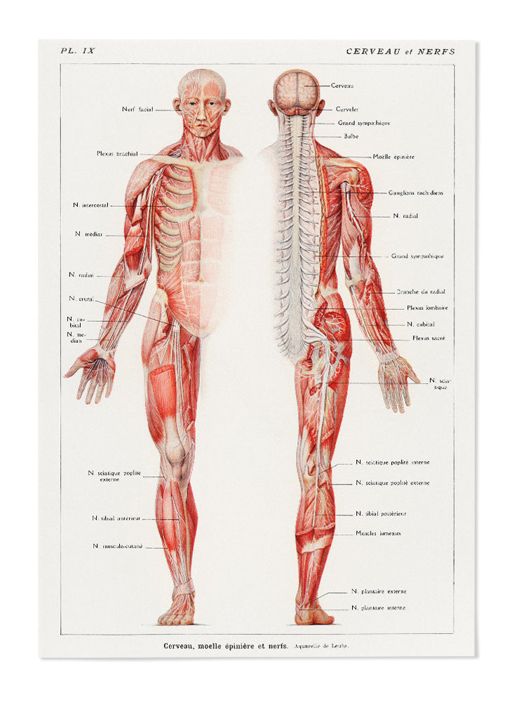 Anatomy Poster - The Human Nervous System