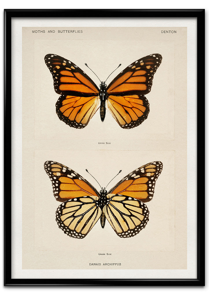 Butterflies Poster - Danais Archippus